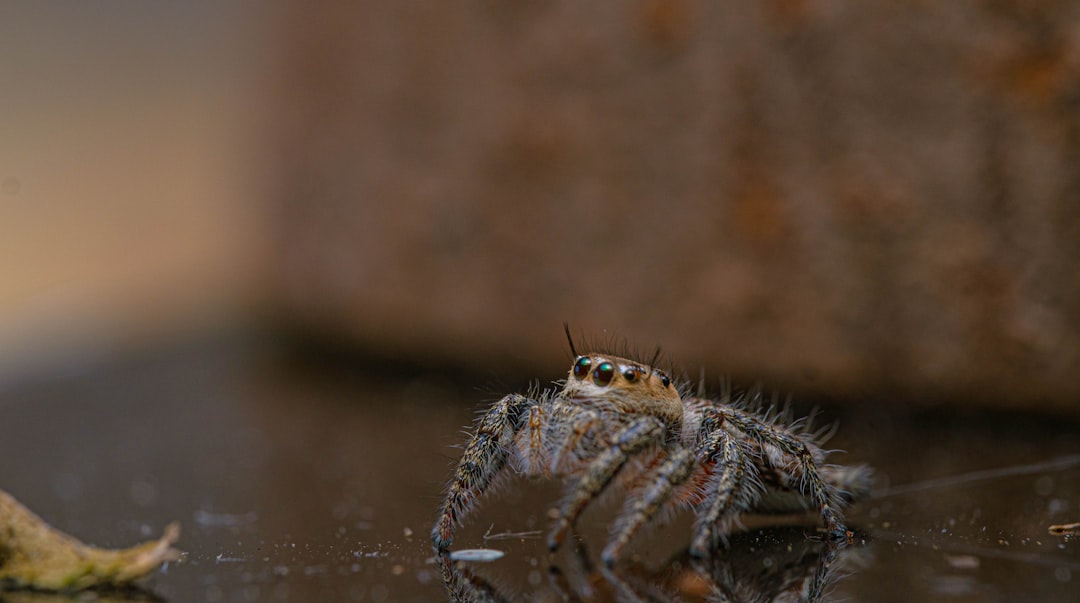 Battle of the Spiders: Brown Recluse vs Wolf Spider